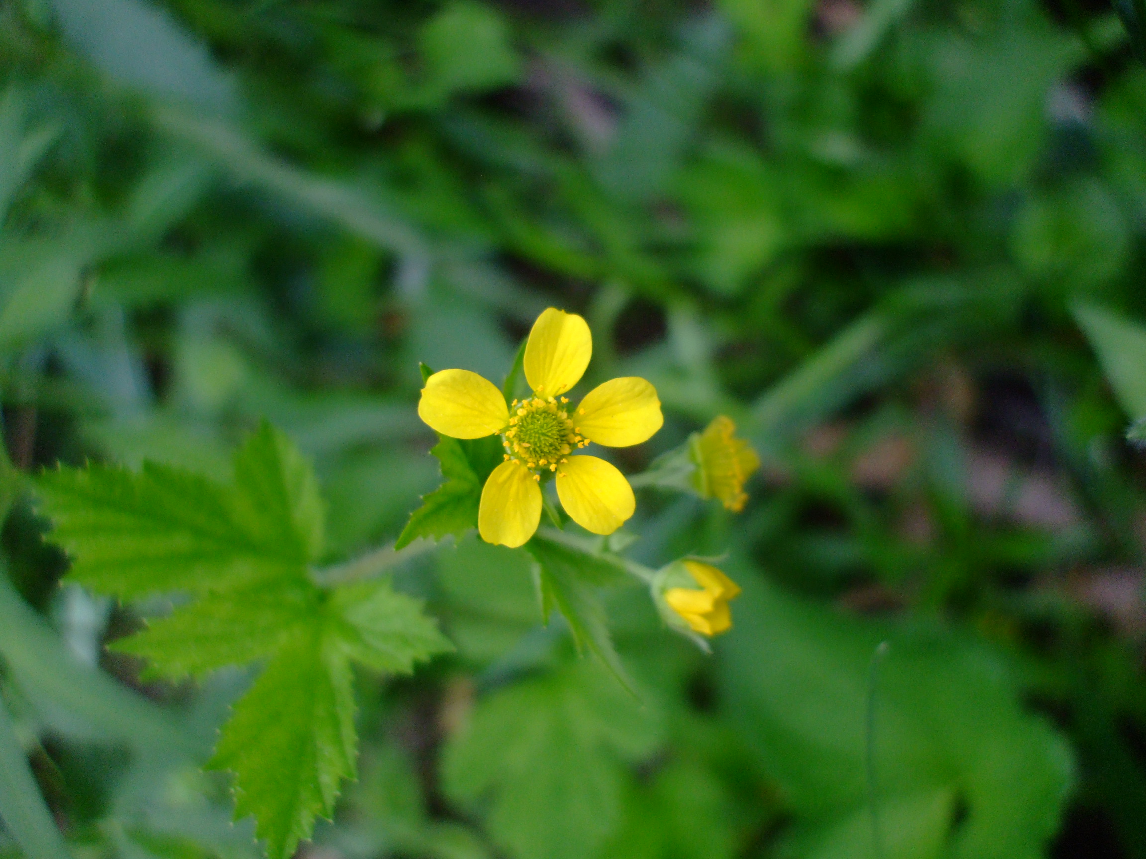 Geum macrophyllum